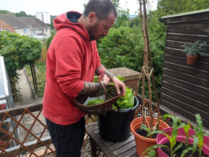 Husband harvesting salad leaves on the decking surrounded by plants.