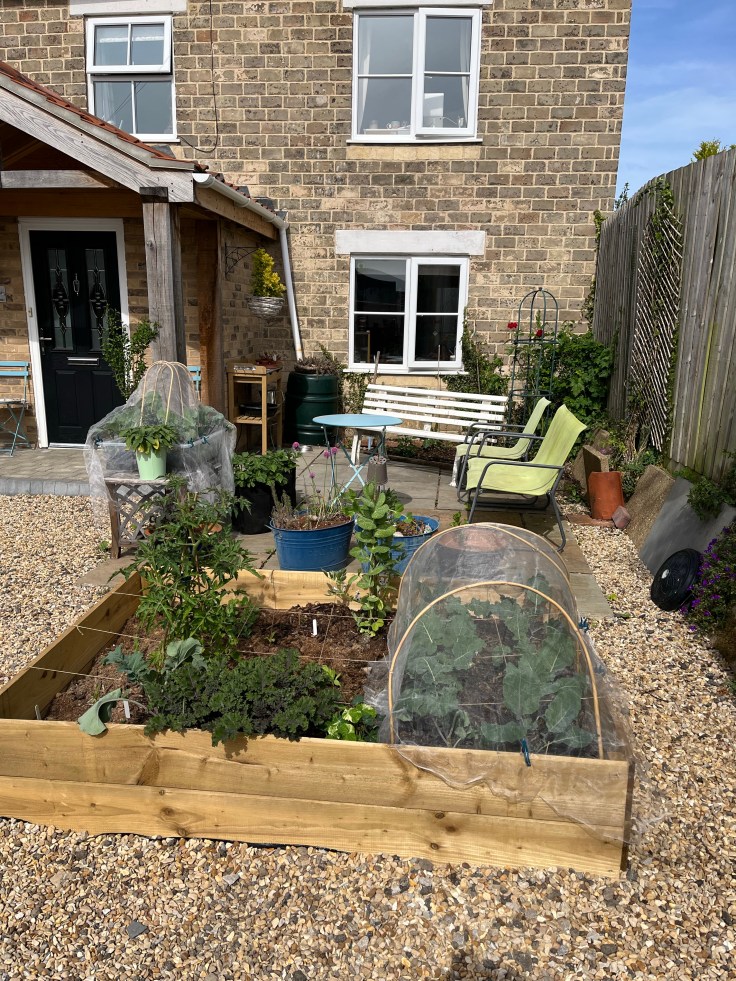 A raised bed in the front yard full of summer veg