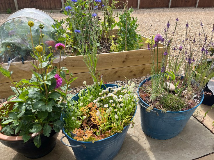 Raised bed and large garden pots containing dahlias, and two mixed containers with sedum, flowering bunny's tails, daisies and cornflowers
