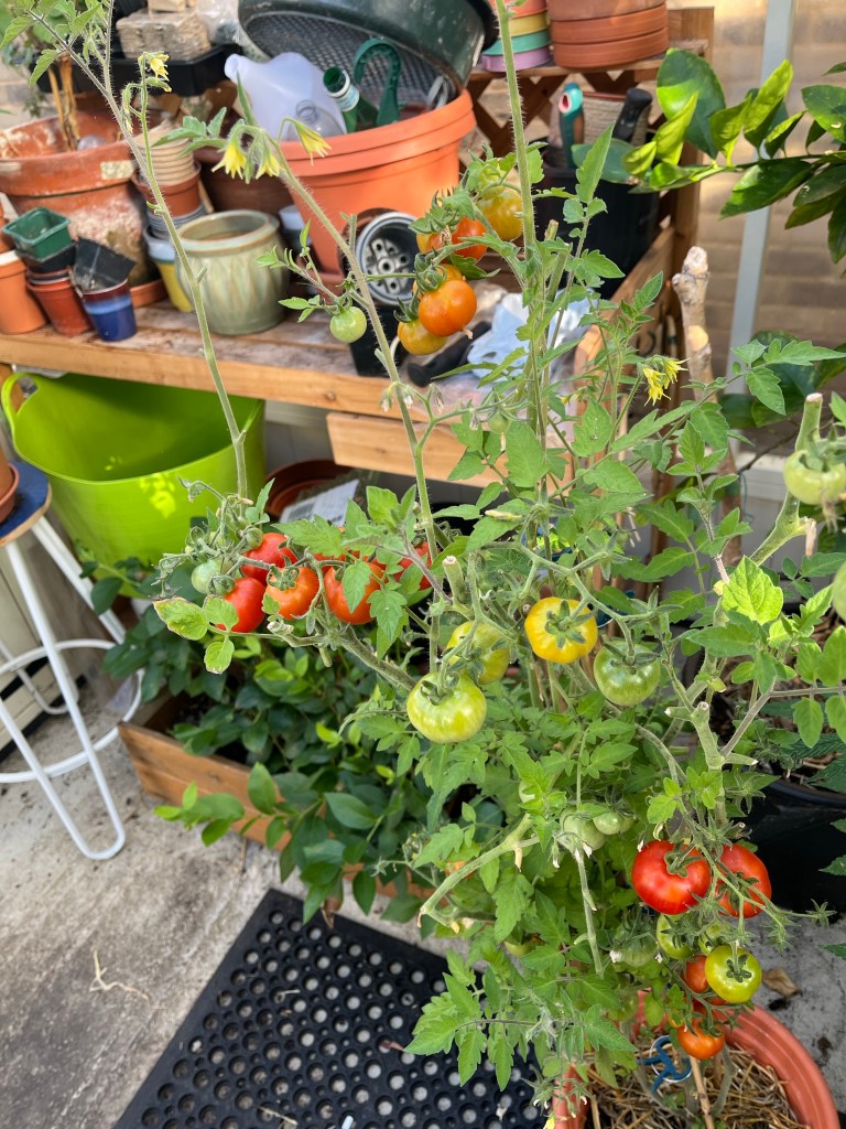 A tomato plant with lots of tomatoes with varying degrees of ripeness