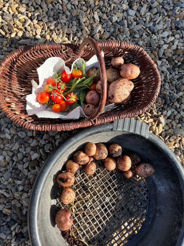 A wicker basket with freshly harvested tomatoes, french beans and potatoes. Next to it is a garden sift with more potatoes