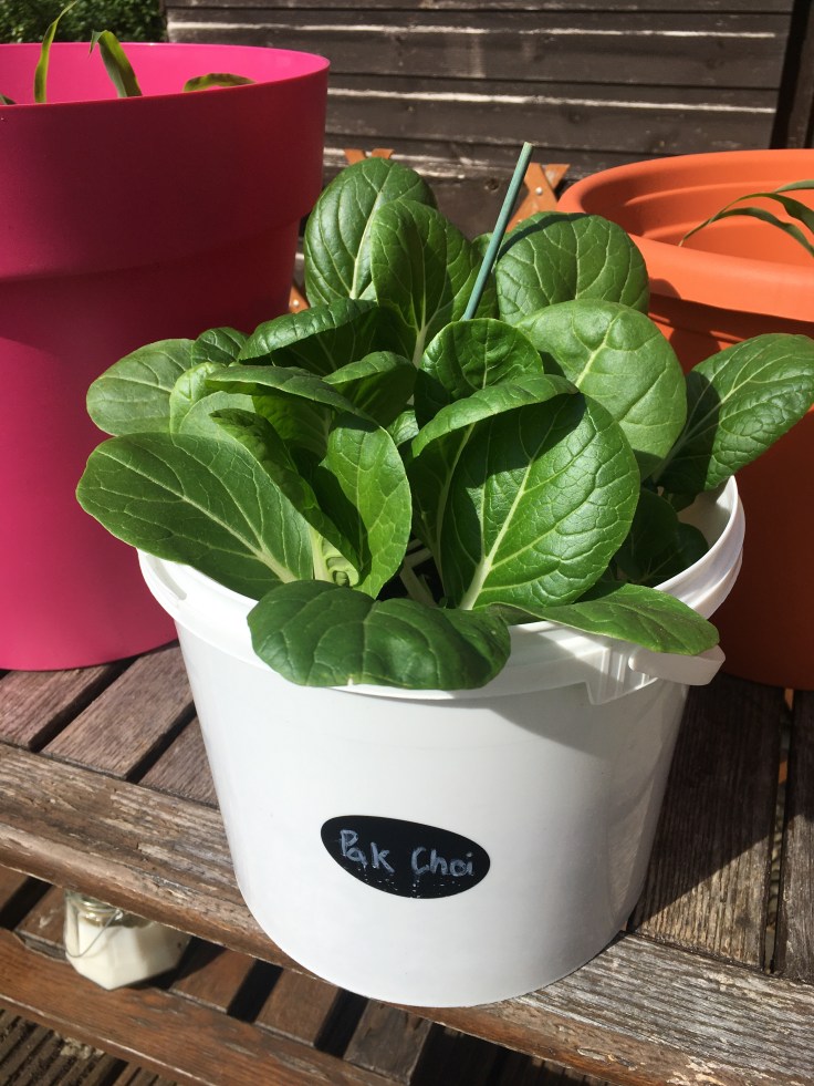 Pak choi grown in containers