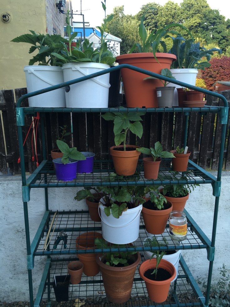 A collection of herbs and vegetables being grown in contains