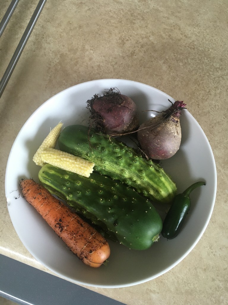A bowl container freshly harvested veg like corn, 2 beetroots, a green chilli and a carrot