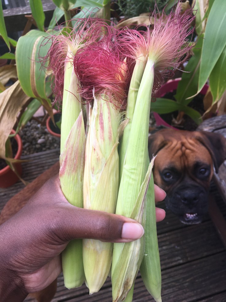 Three small ears of corn. Background: A boxer dog's face