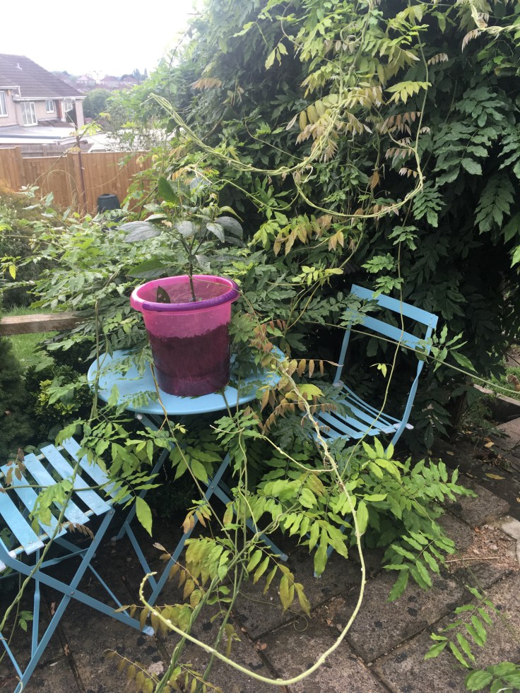 Overgrown Wisteria invading the space of a small blue bistro set.