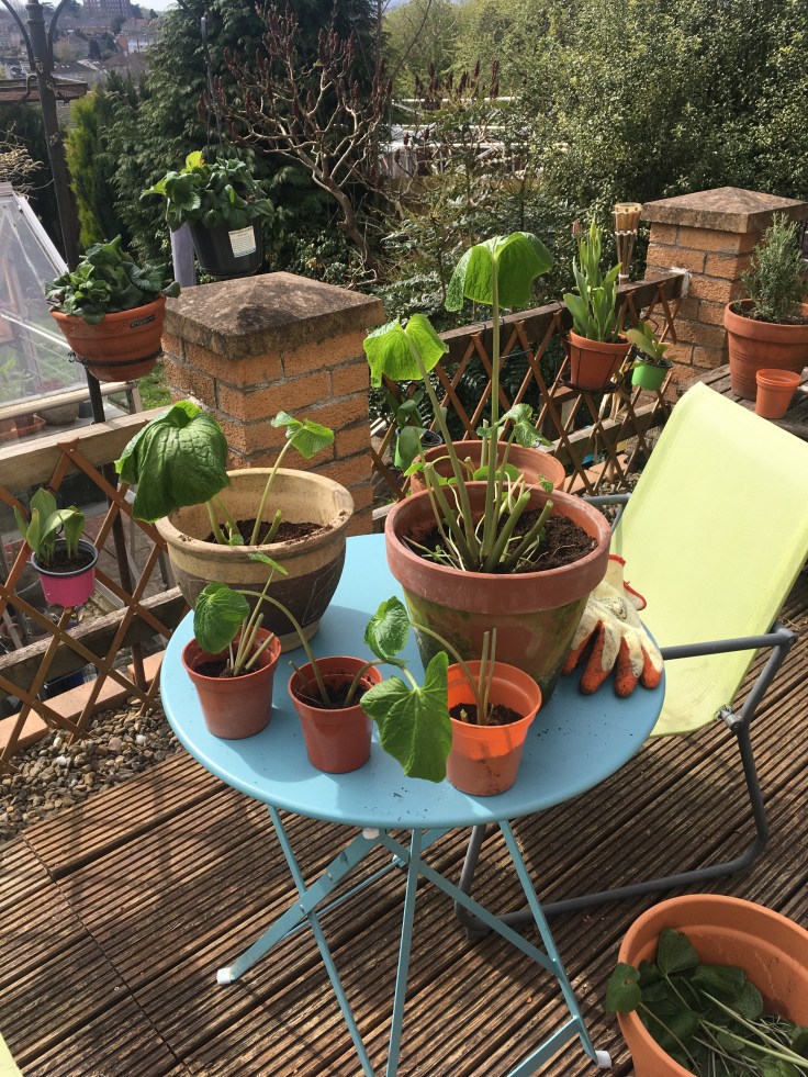6 wasabi plants recently propagated on a blue patio table.