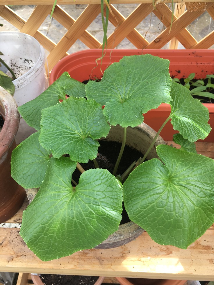 Medium wasabi plant close up. Heart-shaped leaves.