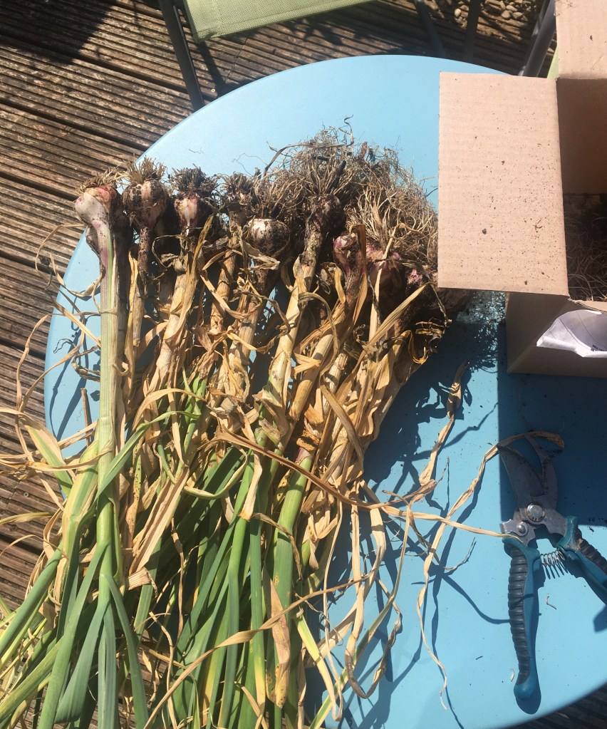 Just harvest garlic bulbs with their stems on a blue table. A cardboard box just out of shot and a pair of secateurs in the shade