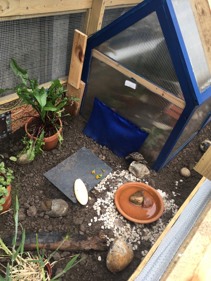 Another angle of the tortoise encloure. A Blue mini greenhouse, water dish and feeding slate with cuttlefish on it.