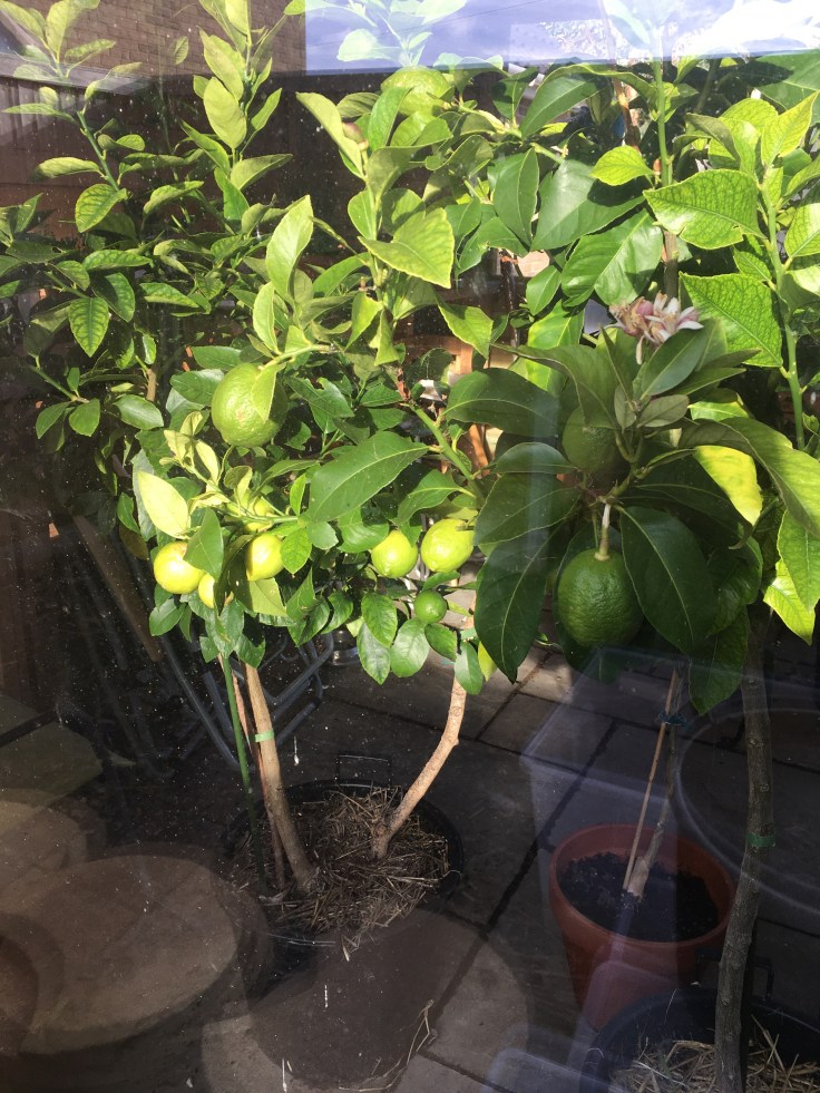 lemons and limes on their plants