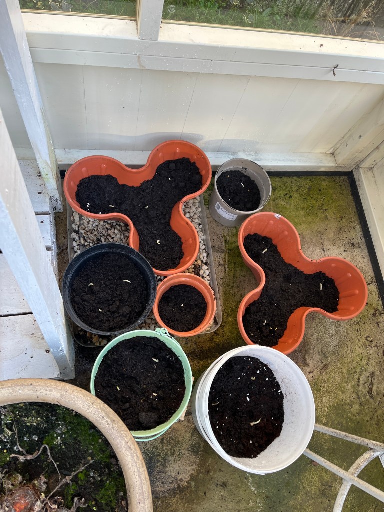 Garlic cloves planted in pots on the ground of a greenhouse.