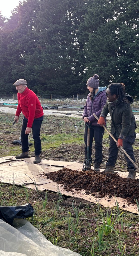 Assisting Dowding creating No Dig beds: Cardboard directly on top of weeds. Horse manure on top.