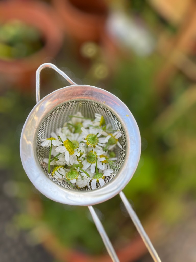 Freshly harvested chamomile flowers