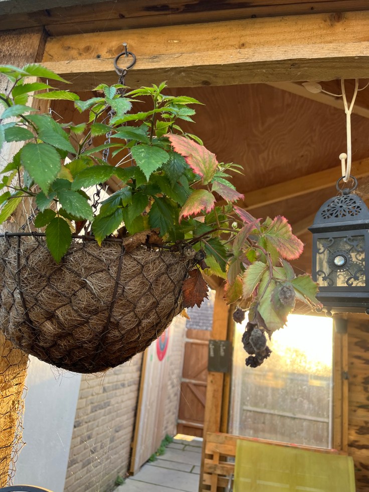A berry hanging plant with healthy leaves, but old berries