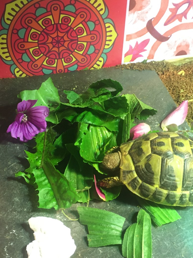Lenny the tortoise eating his leave on a grey slate