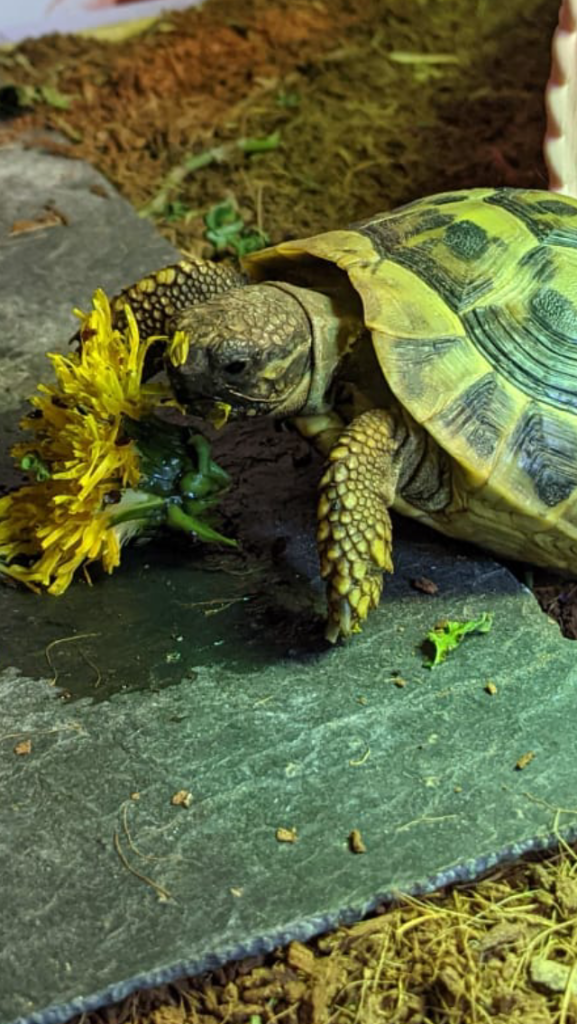 Lenny eating a dandelion flower on a slate